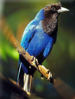 gralhaazul